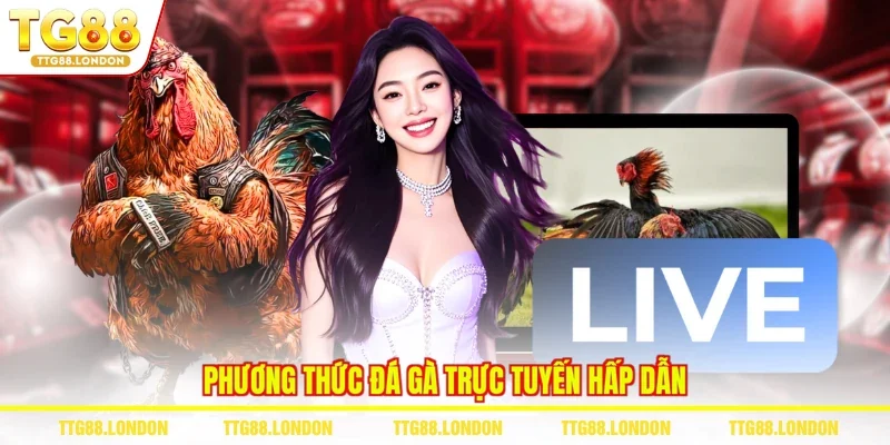 Phương thức đá gà trực tuyến hấp dẫn